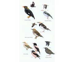 HELM FIELD GUIDES. BIRDS OF BORNEO 6