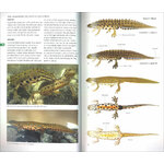 FIELD GUIDE TO THE AMPHIBIANS & REPTILES OF BRITAIN AND EUROPE 2