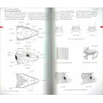 FIELD GUIDE TO THE AMPHIBIANS & REPTILES OF BRITAIN AND EUROPE 3