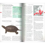 FIELD GUIDE TO THE AMPHIBIANS & REPTILES OF BRITAIN AND EUROPE 4