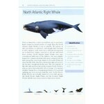 MARK CARWARDINE'S GUIDE TO WHALE WATCHING IN BRITAIN AND EUROPE_1