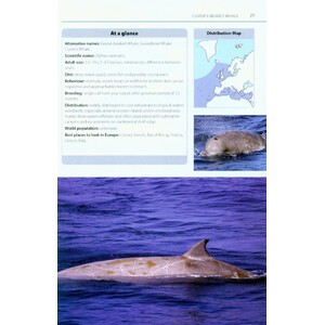 MARK CARWARDINE'S GUIDE TO WHALE WATCHING IN BRITAIN AND EUROPE 4