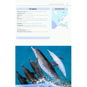MARK CARWARDINE'S GUIDE TO WHALE WATCHING IN BRITAIN AND EUROPE 5