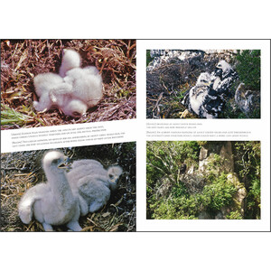 A FIELDWORKER'S GUIDE TO THE GOLDEN EAGLE_1