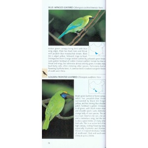 POCKET PHOTO GUIDE TO THE BIRDS OF CHINA 3