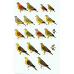 A FIELD GUIDE TO THE BIRDS OF THAILAND_1