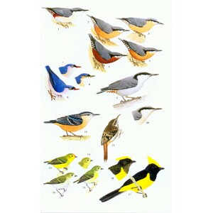 A FIELD GUIDE TO THE BIRDS OF THAILAND 4