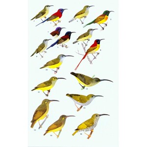 A FIELD GUIDE TO THE BIRDS OF THAILAND 5