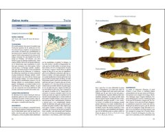 PEIXOS CONTINENTALS DE CATALUNYA. ECOLOGIA, CONSERVACIÓ I GUIA D'IDENTIFICACIÓ 3