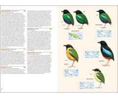 BIRDS OF NEW GUINEA. INCLUDING BISMARCK ARCHIPELAGO AND BOUGAINVILLE 2