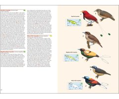 BIRDS OF NEW GUINEA. INCLUDING BISMARCK ARCHIPELAGO AND BOUGAINVILLE 3