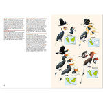 BIRDS OF THE INDONESIAN ARCHIPELAGO. GREATER SUNDAS AND WALLACEA 3