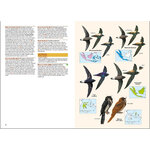 BIRDS OF THE INDONESIAN ARCHIPELAGO. GREATER SUNDAS AND WALLACEA 6