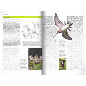 BIRDS. A COMPLETE GUIDE TO THEIR BIOLOGY AND BEHAVIOUR_1