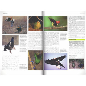 BIRDS. A COMPLETE GUIDE TO THEIR BIOLOGY AND BEHAVIOUR 4