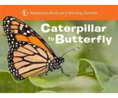 CATERPILLAR TO BUTTERFLY. AMERICAN MUSEUM OF NATURAL HISTORY                                                                                          