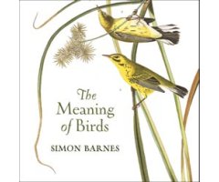 THE MEANING OF BIRDS