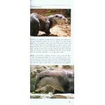 POCKET PHOTO GUIDE TO THE MAMMALS OF SRI LANKA_1