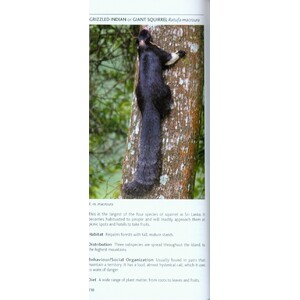 POCKET PHOTO GUIDE TO THE MAMMALS OF SRI LANKA 4