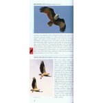 POCKET PHOTO GUIDE TO THE BIRDS OF VIETNAM, CAMBODIA AND LAOS 3