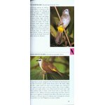 POCKET PHOTO GUIDE TO THE BIRDS OF BORNEO: SABAH, SARAWAK, BRUNEI AND KALIMANTAN 4