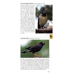 POCKET PHOTO GUIDE TO THE BIRDS OF SRI LANKA 3
