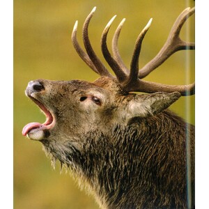 HIGHLANDS SCOTLAND'S WILD HEART 5
