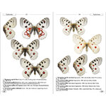 BUTTERFLIES OF EUROPE AND NEIGHBOURING REGIONS_1