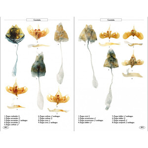 BUTTERFLIES OF EUROPE AND NEIGHBOURING REGIONS 5