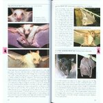 POCKET PHOTO GUIDE TO THE MAMMALS OF SOUTH-EAST ASIA 2