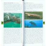 POCKET PHOTO GUIDE TO THE MAMMALS OF SOUTH-EAST ASIA 4