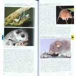 POCKET PHOTO GUIDE TO THE MAMMALS OF SOUTH-EAST ASIA 5