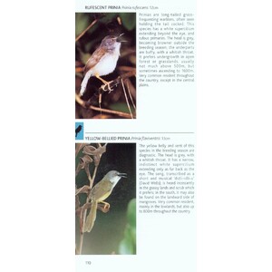 POCKET PHOTO GUIDE TO THE BIRDS OF THAILAND 4