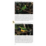 POCKET PHOTO GUIDE TO THE BIRDS OF PENINSULAR MALAYSIA AND SINGAPORE 2