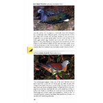 POCKET PHOTO GUIDE TO THE BIRDS OF PENINSULAR MALAYSIA AND SINGAPORE 3