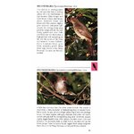 POCKET PHOTO GUIDE TO THE BIRDS OF PENINSULAR MALAYSIA AND SINGAPORE 4