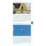 POCKET PHOTO GUIDE TO THE BIRDS OF THE HIMALAYAS 2