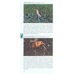POCKET PHOTO GUIDE TO THE BIRDS OF THE HIMALAYAS 3