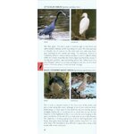 POCKET PHOTO GUIDE TO THE BIRDS OF PERU_1