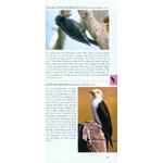 POCKET PHOTO GUIDE TO THE BIRDS OF PERU 4