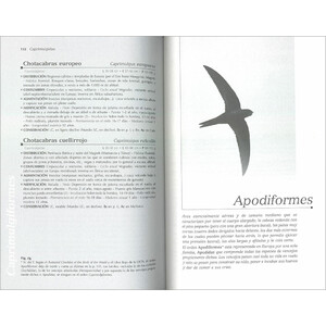 TODO SOBRE LAS AVES DE EUROPA 4