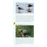 POCKET PHOTO GUIDE TO THE BIRDS OF COSTA RICA_1