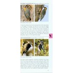 POCKET PHOTO GUIDE TO THE BIRDS OF COSTA RICA 4