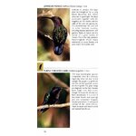 POCKET PHOTO GUIDE TO THE BIRDS OF THE WEST INDIES_1