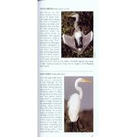 POCKET PHOTO GUIDE TO THE BIRDS OF ECUADOR AND GALAPAGOS_1