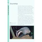 RSPB SPOTLIGHT: BADGERS_1