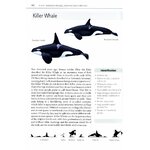 MARK CARWARDINE'S GUIDE TO WHALE WATCHING IN NORTH AMERICA 3