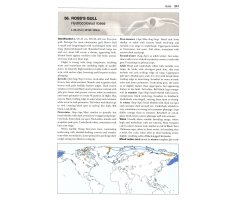 GULLS OF THE WORLD. A PHOTOGRAPHIC GUIDE 2