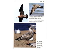 GULLS OF THE WORLD. A PHOTOGRAPHIC GUIDE 3