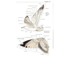 GULLS OF THE WORLD. A PHOTOGRAPHIC GUIDE 4